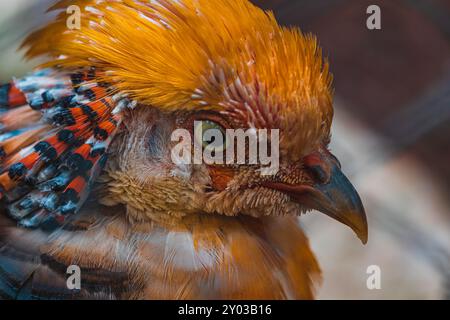 Chrysolophus pictus, fagiano d'oro bellissimo uccello con molto colorato Foto Stock