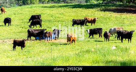 Un gruppo di mucche commerciali miste e vitelli si raccolsero intorno alla vasca d'acqua in un lussureggiante pascolo di primavera verde nell'Alabama centrale. Foto Stock