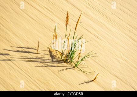 Marram Grass a Giant Sand Dunes - nuova Zelanda Foto Stock