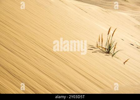 Marram Grass a Giant Sand Dunes - nuova Zelanda Foto Stock