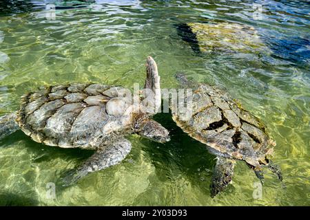 Due tartarughe di mare verde (Chelonia mydas) che nuotano in una piscina per bambini. Foto Stock