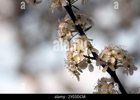 Primo piano di fiori su un albero di pere Bradford (Pyrus calleryana) con spazio negativo e sfondo bokeh. Foto Stock