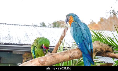 Pappagallo dai colori vivaci su un ramo con fogliame sfocato sullo sfondo Foto Stock