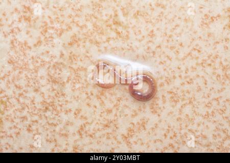 lungo e minuscolo verme rosso per il bagno sul pavimento in piastrelle di ceramica bagnata. Foto Stock