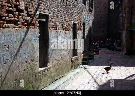 Pollame che cammina per le tranquille stradine di Kathmandu, Nepal Foto Stock