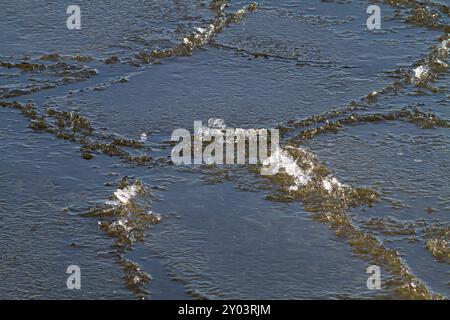 La sottile calotta di ghiaccio si divide in molti piccoli banchi di ghiaccio. Diversi banchi di ghiaccio si sono Uniti e si sfregano l'uno contro l'altro. Primo piano. Foto Stock