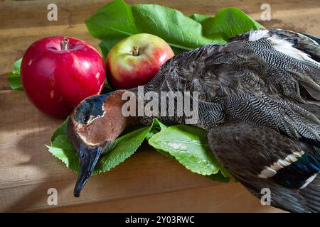 La preda del cacciatore (un tè abbattuto) giace su un tavolo della cucina su foglie di rabarbaro. Ci sono mele nelle vicinanze. Foto Stock