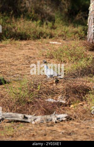 Sulle rive del lago Lacanau, parte dei grandi Laghi delle Landes nel sud-ovest della Francia. Lacanau, Gironde, Francia, Europa. Foto di Hugo Martin/Alamy. Foto Stock