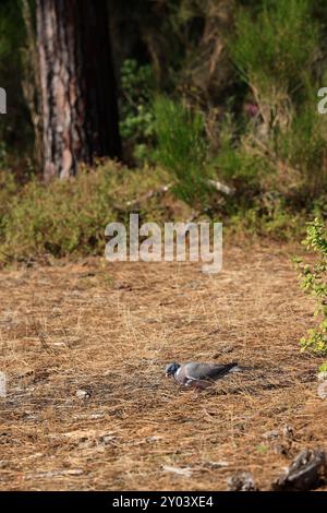 Sulle rive del lago Lacanau, parte dei grandi Laghi delle Landes nel sud-ovest della Francia. Lacanau, Gironde, Francia, Europa. Foto di Hugo Martin/Alamy. Foto Stock