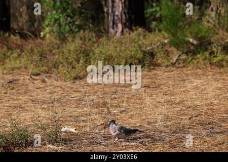 Sulle rive del lago Lacanau, parte dei grandi Laghi delle Landes nel sud-ovest della Francia. Lacanau, Gironde, Francia, Europa. Foto di Hugo Martin/Alamy. Foto Stock