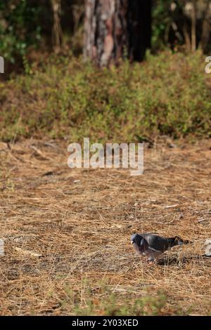 Sulle rive del lago Lacanau, parte dei grandi Laghi delle Landes nel sud-ovest della Francia. Lacanau, Gironde, Francia, Europa. Foto di Hugo Martin/Alamy. Foto Stock