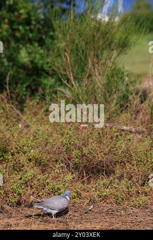Sulle rive del lago Lacanau, parte dei grandi Laghi delle Landes nel sud-ovest della Francia. Lacanau, Gironde, Francia, Europa. Foto di Hugo Martin/Alamy. Foto Stock