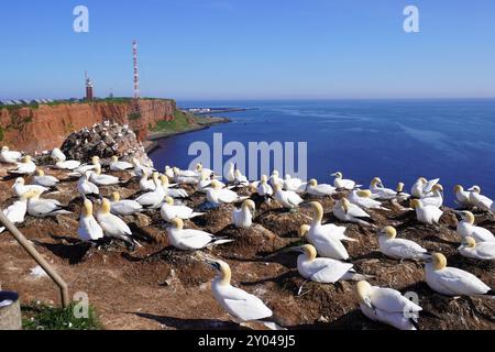 Paesaggio di Helgoland con i ghannetti sulla cima di una scogliera Foto Stock