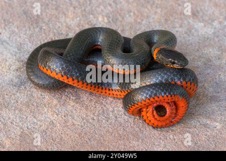 Serpente pacifico con collo ad anello in posizione difensiva. Stevens Creek County Park, Santa Clara County, California. Foto Stock