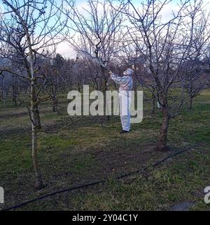 Irrorazione di prodotti chimici di protezione sul campo coltivazione del terreno mediante prodotti chimici Foto Stock