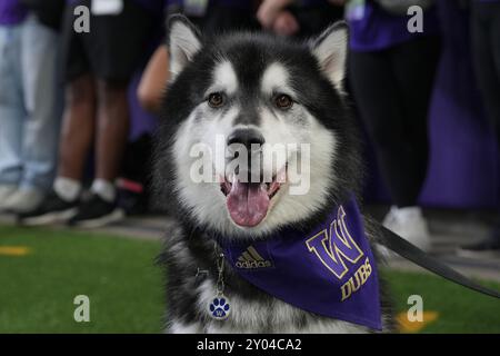 Seattle, Stati Uniti. 31 agosto 2024. La mascotte dei Washington Huskies Dubs guarda al terzo quarto di una partita di football universitario contro i Weber State Wildcats all'Husky Stadium di Seattle, Washington, il 31 agosto 2024. (Credito fotografico Nate Koppelman/Sipa USA) credito: SIPA USA/Alamy Live News Foto Stock