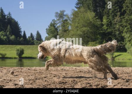 Golden Retriever ama giocare sulla sabbia Foto Stock