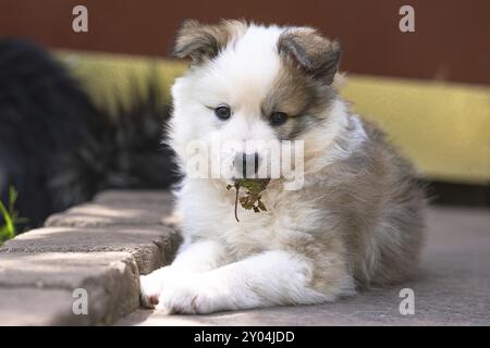 Piccolo cucciolo di cane islandese Foto Stock