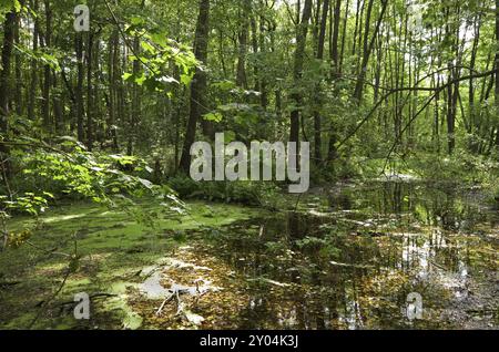 Foresta alluvionale nel brandeburgo, germania Foto Stock