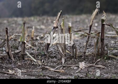 Raccolte campo di mais Foto Stock