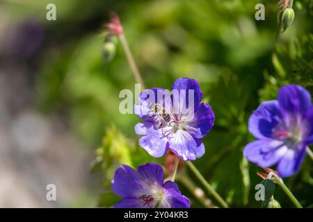 Close-up di una fioritura blu/viola selvatica (geranio Geranium pratense) sfocate su sfondo verde. Messa a fuoco selettiva Foto Stock