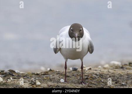 Un gabbiano dalla testa nera si trova sulla costa Foto Stock