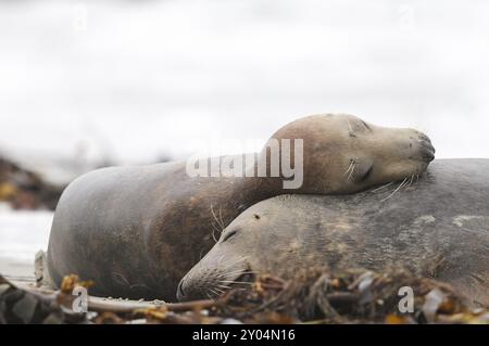 Due foche grigie dormono sulla spiaggia della duna di Helgoland Foto Stock