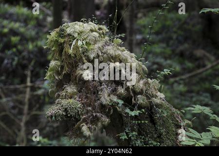 Tronco di alberi ricoperto di licheni e muschi, parco nazionale Pacific Rim Foto Stock