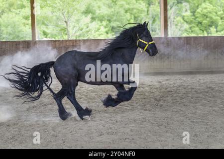 Stallone nero di frisone cavallo gallopping Foto Stock