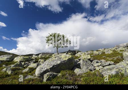 Betulla di montagna solitaria, Betula pubescens (Fjellbetulla, betulla paludosa, betulla acconciata, betulla spazzatrice, betulla pelosa, Betula pubescens, Betula alba, englishc: bir bianco Foto Stock