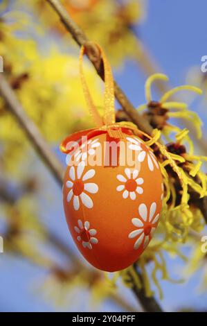 Arbusto di Pasqua Hamamelis, arbusto di hamamelis nel tempo di pasqua 02 Foto Stock