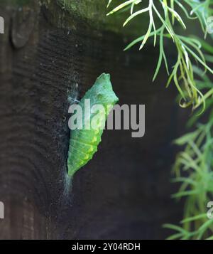 Papilio machaon Old World Butterfly Papilionidae, cambia in pupa, Portrait Macro. Foto Stock