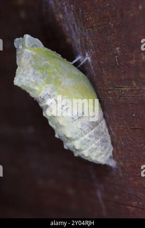 Papilio machaon Old World Butterfly Papilionidae, cambia in pupa, Portrait Macro. Foto Stock