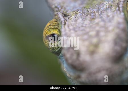 Chameleon su un ramo con contatto visivo con lo spettatore. scala verde, gialla rossa. Primo piano dettagliato dell'interessante rettile Foto Stock