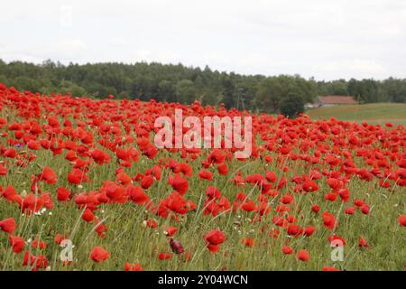 Campo con papaveri Foto Stock