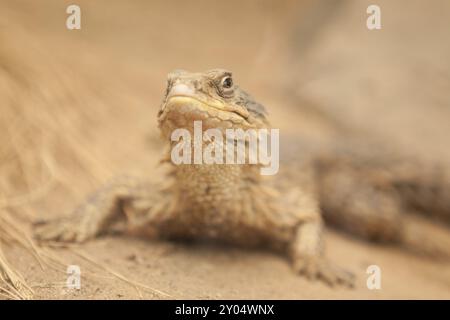 Lucertola gigante cinta (Cordylus giganteus) Foto Stock