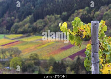 Foglie di vite di fronte a vigneti colorati lungo il percorso escursionistico dei vini rossi nella valle di Ahr Foto Stock