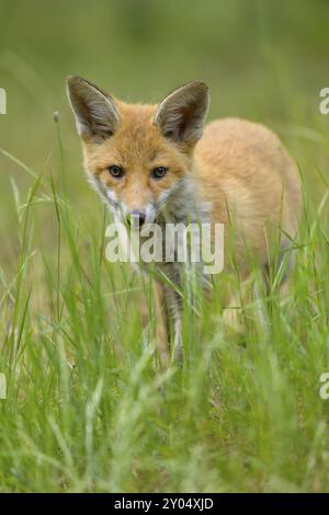 Red Fox (Vulpes vulpes), una giovane volpe si staglia in erba alta e guarda curiosamente alla telecamera, Summer, Assia, Germania, Europa Foto Stock