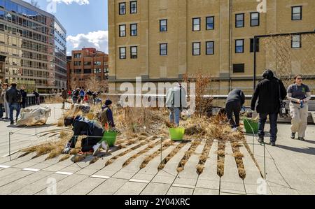 Giardiniere che rimuove le erbacce all'High Line Rooftop Park, New York City durante la soleggiata giornata invernale, orizzontale Foto Stock