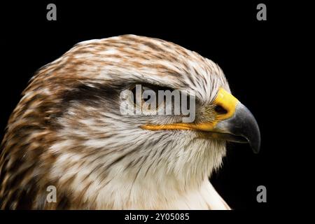 Buzzard reale a gambe ruvide o buzzard reale Foto Stock