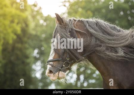 Primo piano di un cavallo di razza in pieno movimento Foto Stock