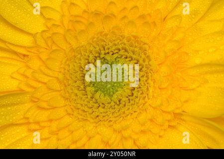 Primo piano di gerber giallo con goccioline d'acqua Foto Stock