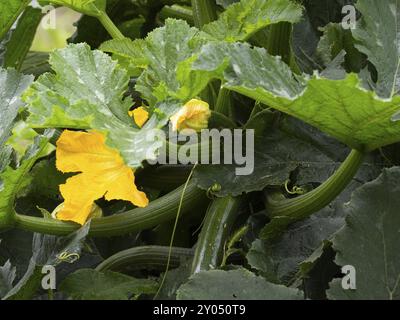 Un fiore di zucchina giallo in un giardino Foto Stock