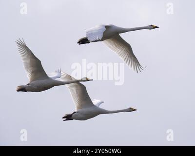 Tre cigni che volano nel cielo nuvoloso Foto Stock