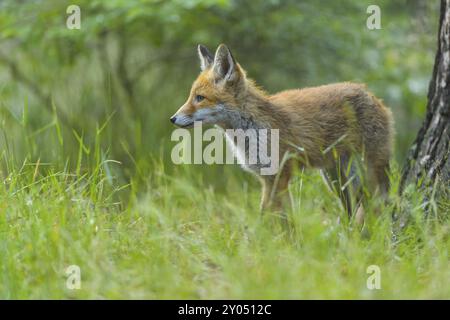 Volpe rossa (Vulpes vulpes), una giovane volpe si erge nell'erba verde di una foresta e guarda curiosamente, estate, Assia, Germania, Europa Foto Stock