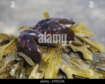 Cozze e alghe Foto Stock