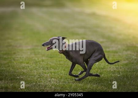 Un campanello di vento italiano nel suo elemento, il cane corre una volta sull'immagine sullo sfondo un bagliore giallo Foto Stock