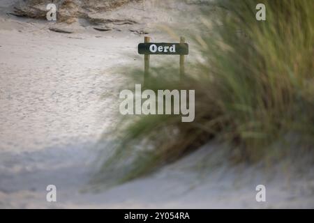 Duna di sabbia vicino a Oerd, Isola di Ameland, Frisia, Paesi Bassi Foto Stock