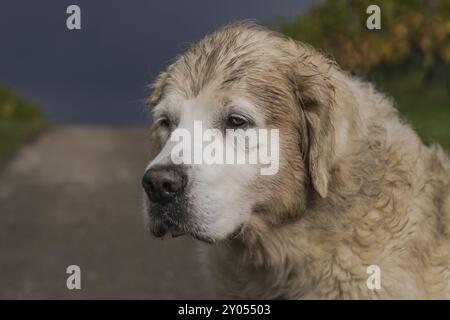 Ritratto di un Golden Retriever (Ruede) Foto Stock