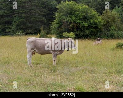 Mucche che pascolano nei prati dei Pirenei della Spagna. Mucca dei Pirenei. Mucche che pascolano nei Pirenei-bovini Foto Stock